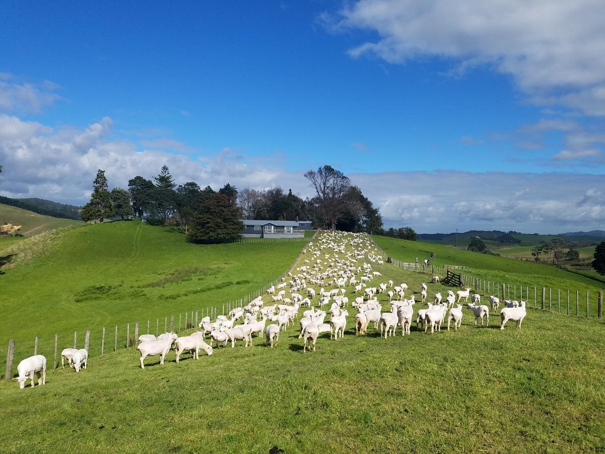New Smart Home Nearby Plaza Auckland Exterior photo